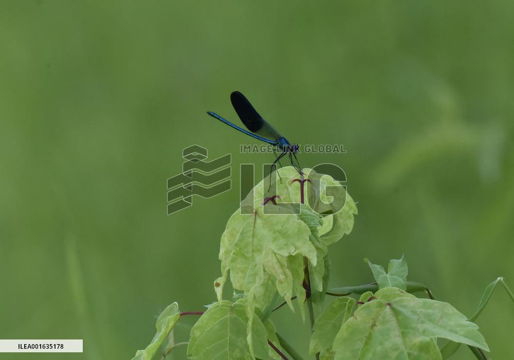 Insects - Illustration