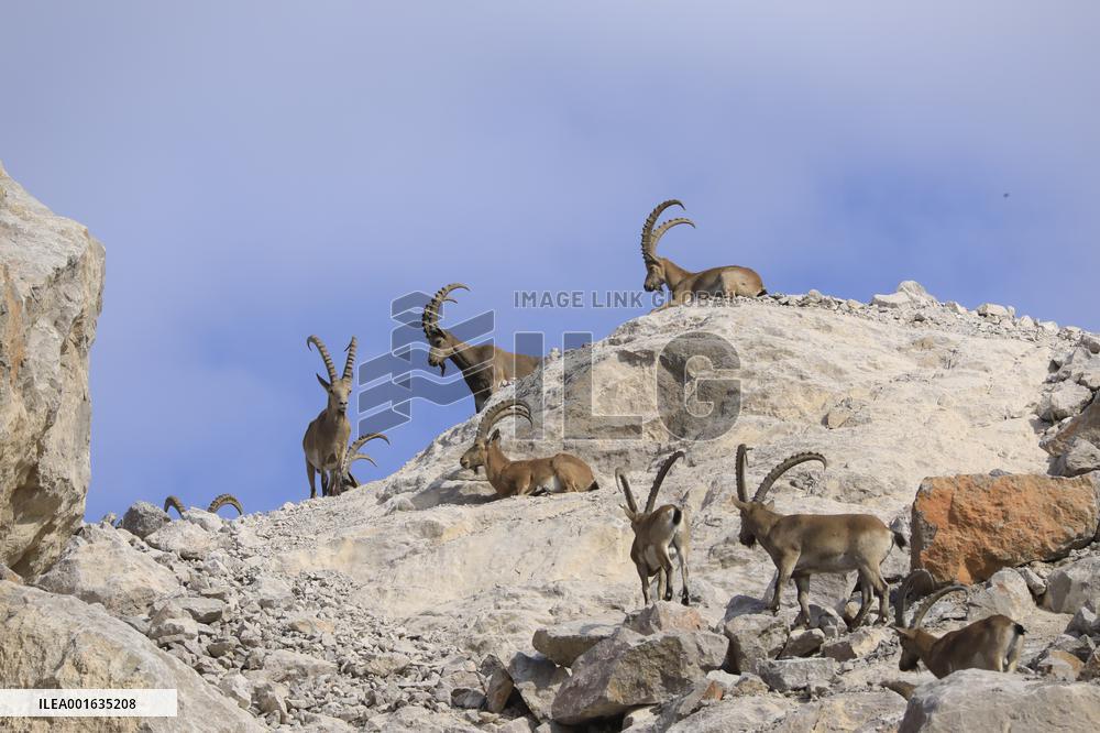Northern Goats Forage in Bozhou