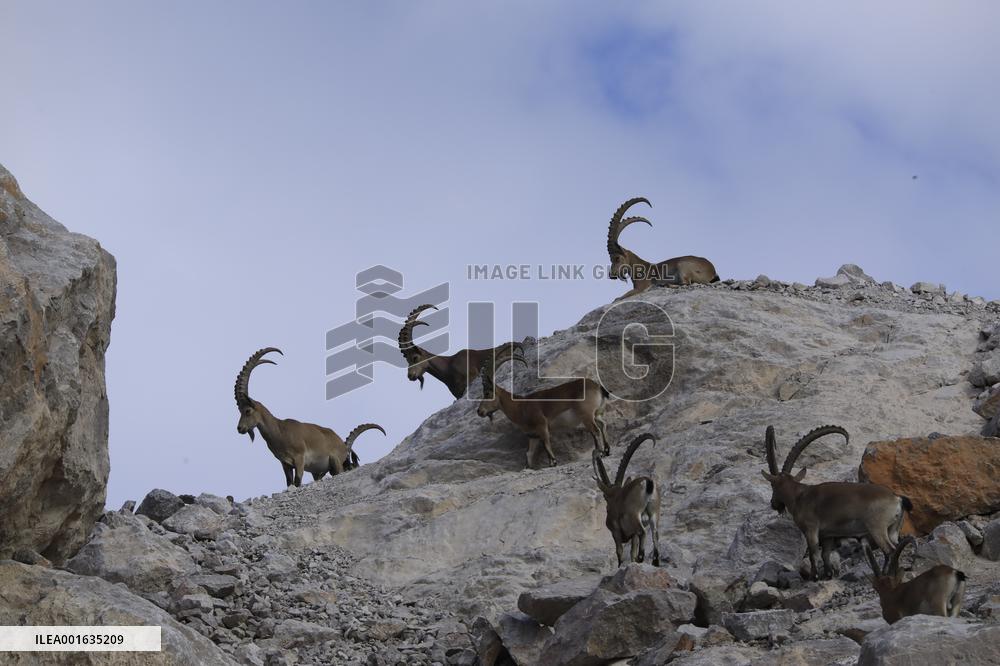 Northern Goats Forage in Bozhou