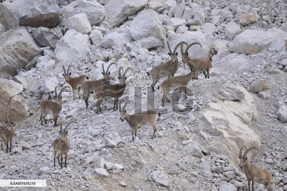 Northern Goats Forage in Bozhou