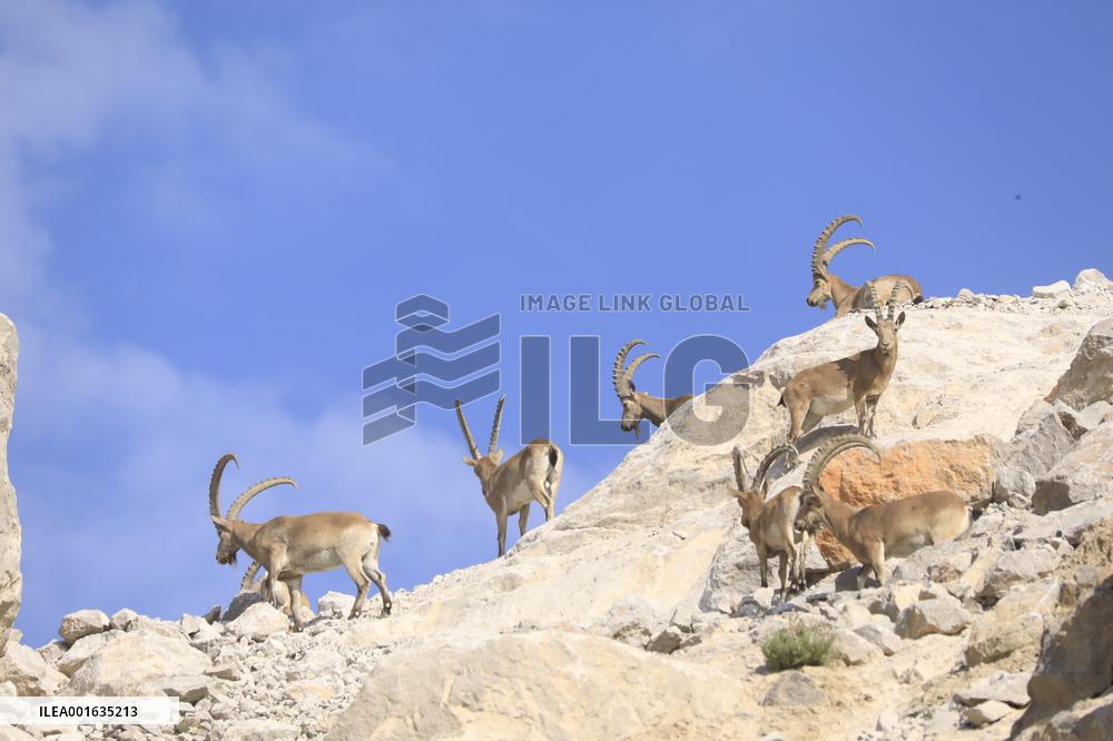 Northern Goats Forage in Bozhou