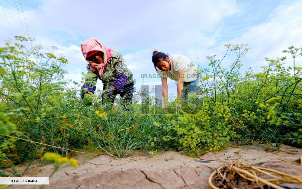 Drought in Zhangye