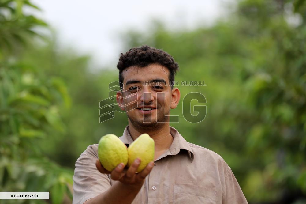 MIDEAST-GAZA-KHAN YOUNIS-GUAVA