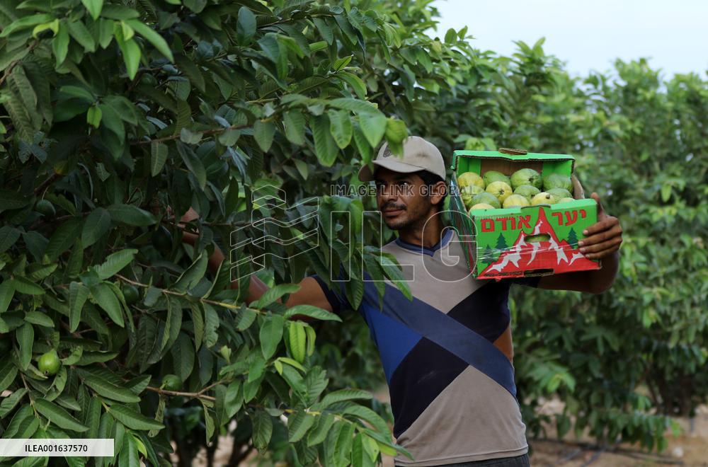 MIDEAST-GAZA-KHAN YOUNIS-GUAVA