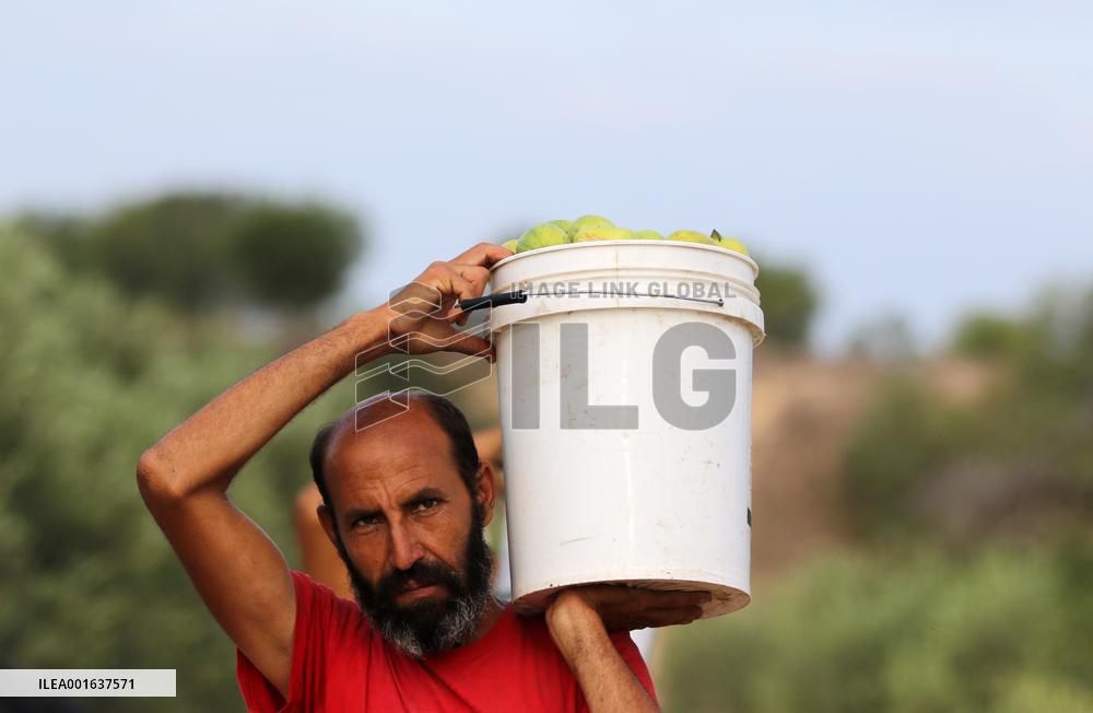 MIDEAST-GAZA-KHAN YOUNIS-GUAVA