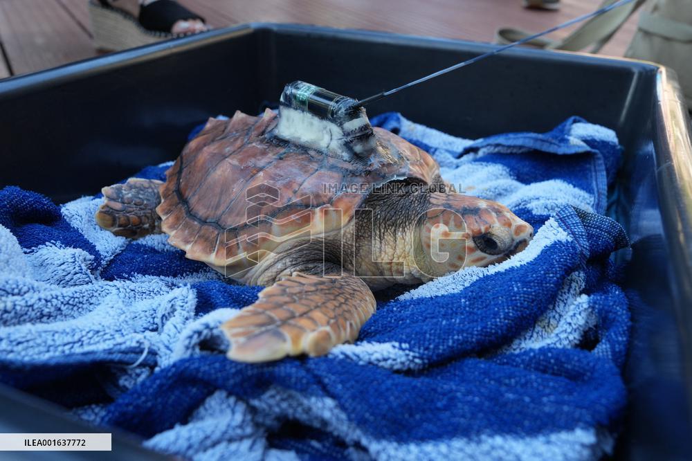 A Turtle Released In The Wild - San Sebastian