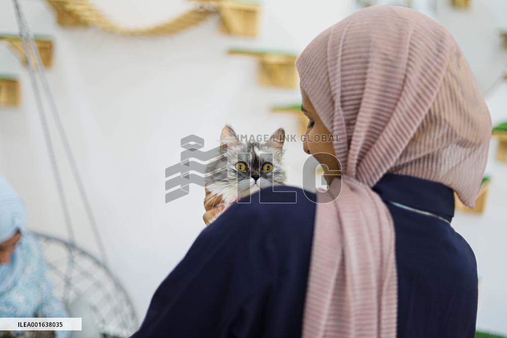 First Cat Cafe in Gaza City - Palestine