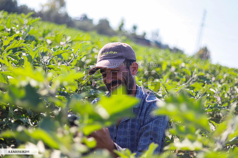 Harvest The Fruits Of Eggplant - Gaza
