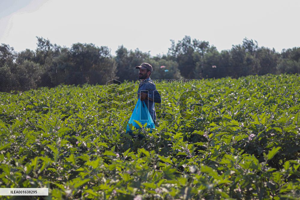 Harvest The Fruits Of Eggplant - Gaza