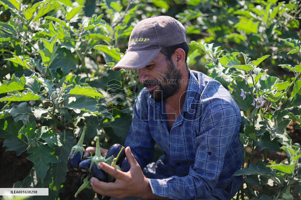 Harvest The Fruits Of Eggplant - Gaza