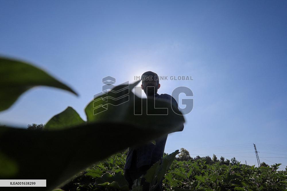 Harvest The Fruits Of Eggplant - Gaza