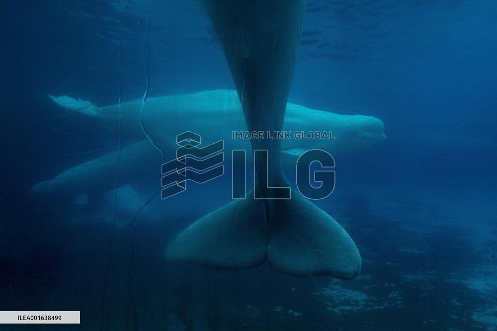 Marineland Amusement Park - Niagara Falls