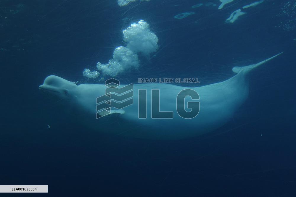 Marineland Amusement Park - Niagara Falls