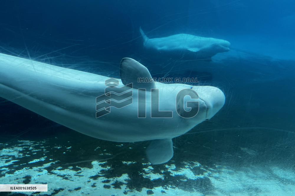 Marineland Amusement Park - Niagara Falls