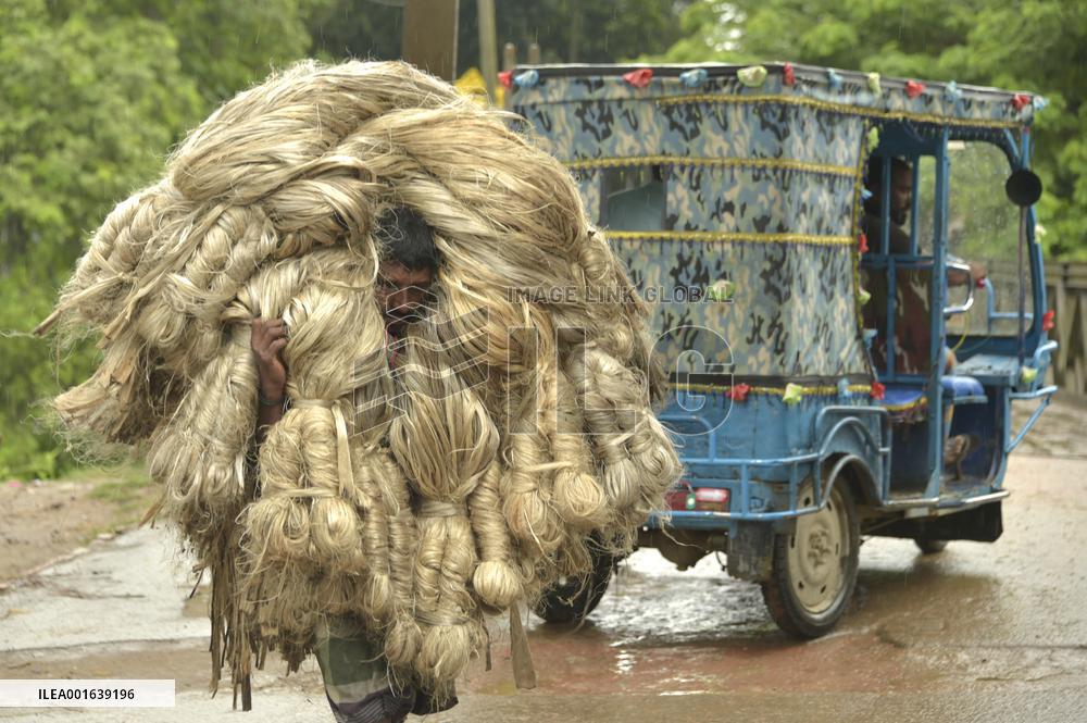 BANGLADESH-MANIKGANJ-JUTE-HARVEST