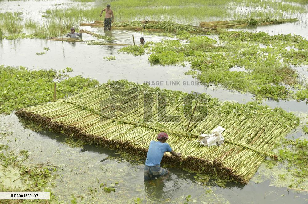 BANGLADESH-MANIKGANJ-JUTE-HARVEST