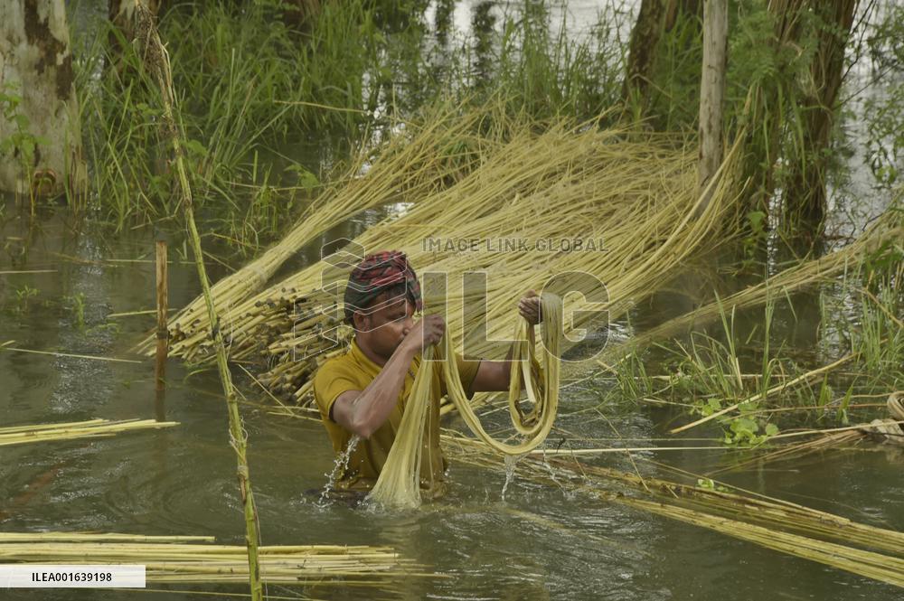 BANGLADESH-MANIKGANJ-JUTE-HARVEST