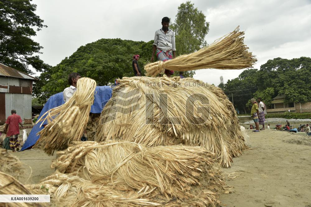 BANGLADESH-MANIKGANJ-JUTE-HARVEST