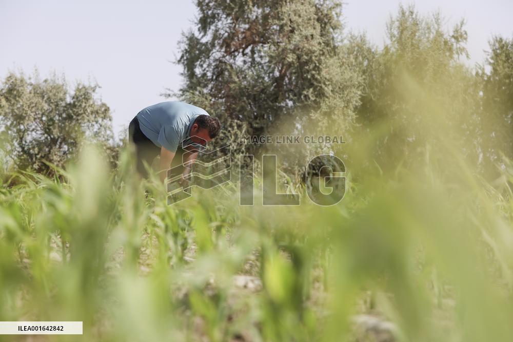 CHINA-XINJIANG-YULI-COTTON FARMER (CN)