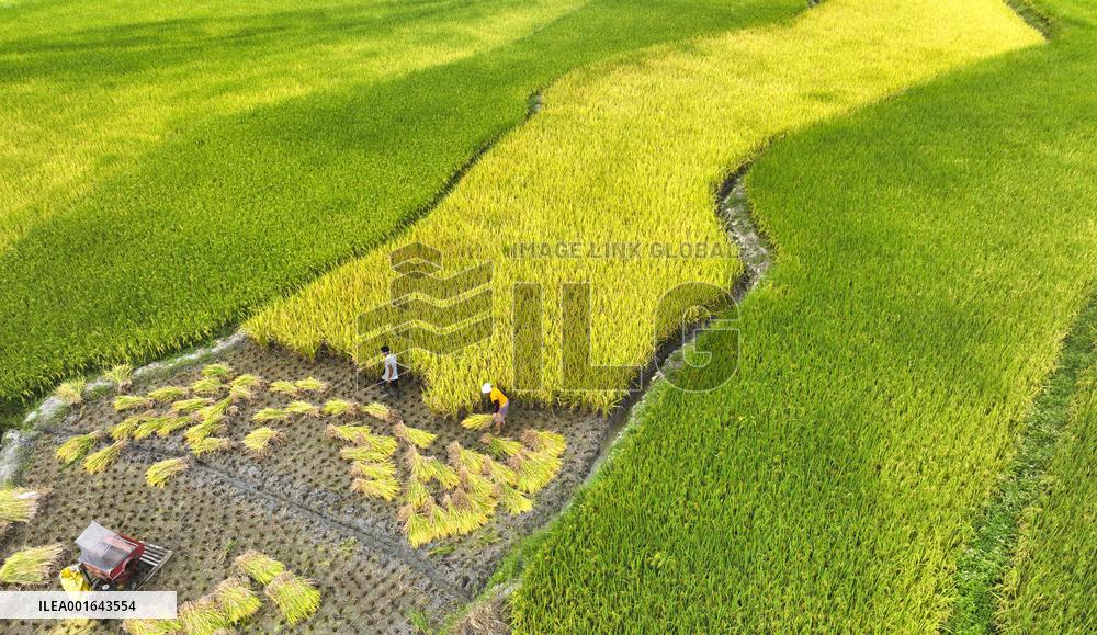 #CHINA-AUTUMN-FARMING (CN)