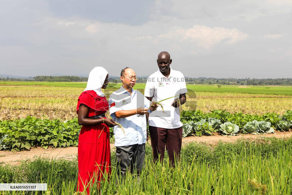 UGANDA-CHINA-AGRICULTURAL COOPERATION-RICE GROWING
