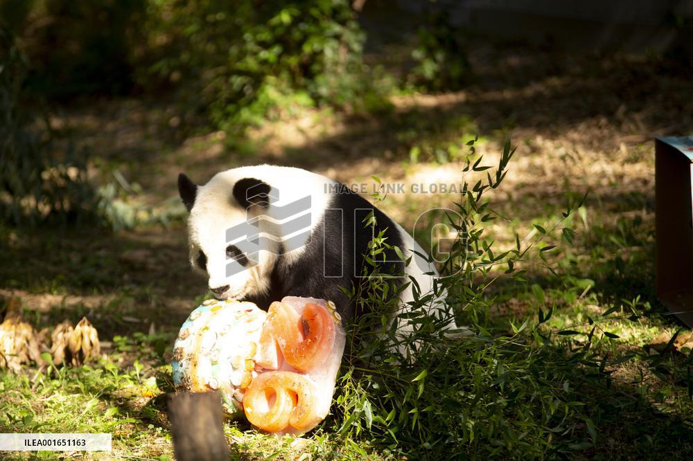 U.S.-WASHINGTON, D.C.-GIANT PANDA-BIRTHDAY-CELEBRATION