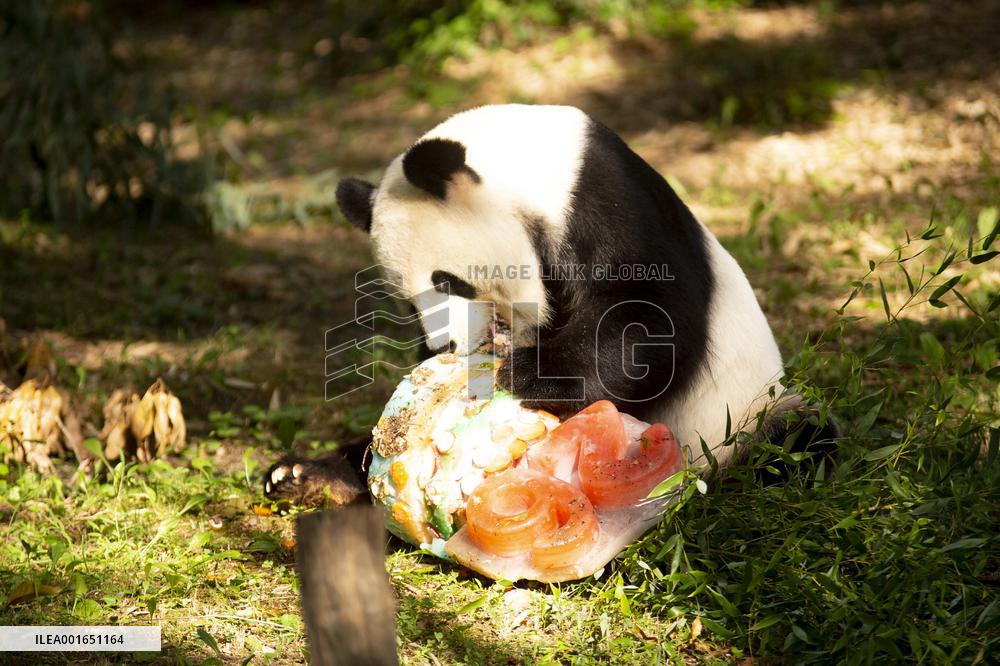 U.S.-WASHINGTON, D.C.-GIANT PANDA-BIRTHDAY-CELEBRATION