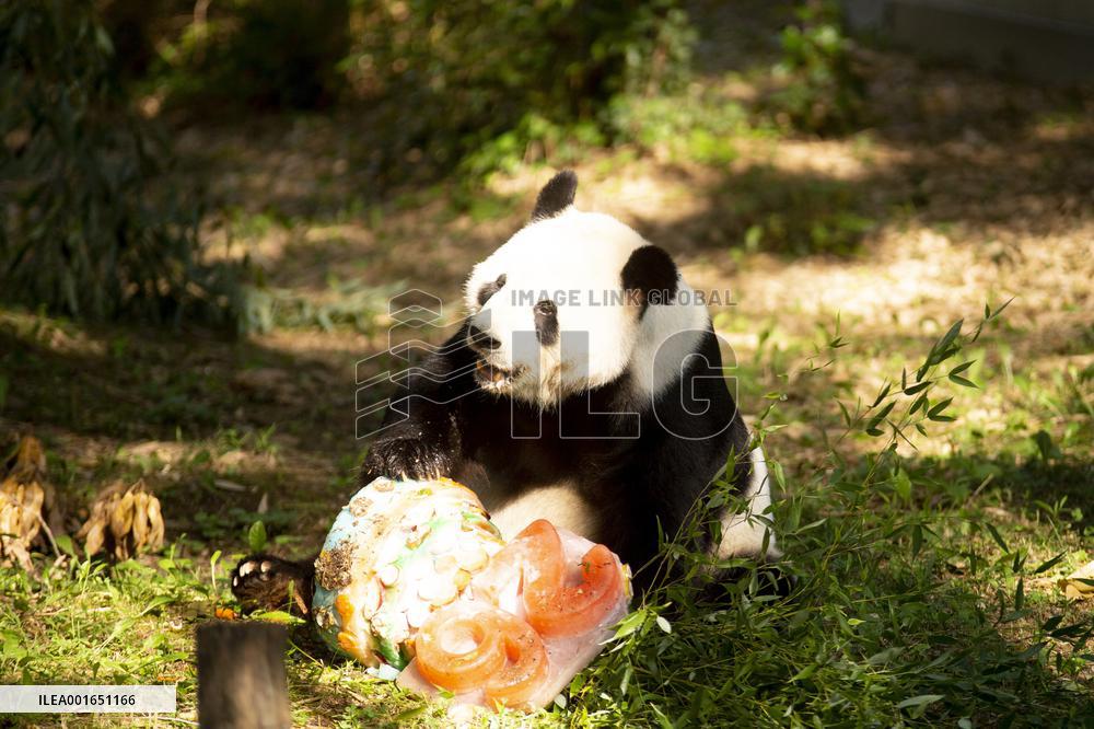 U.S.-WASHINGTON, D.C.-GIANT PANDA-BIRTHDAY-CELEBRATION