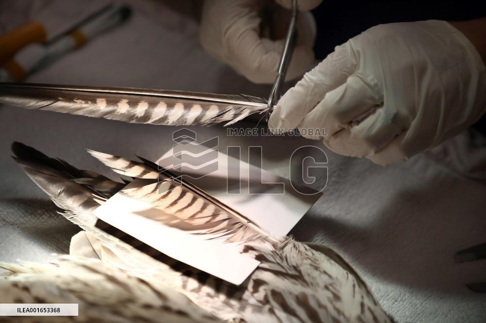 ISRAEL-RAMAT GAN-INJURED FALCON-FEATHER TRANSPLANTATION SURGERY