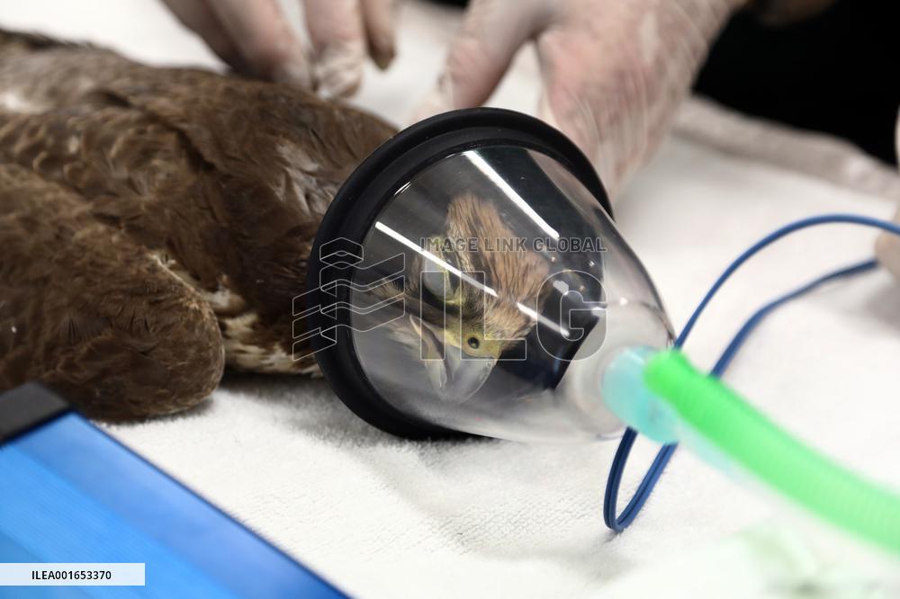 ISRAEL-RAMAT GAN-INJURED FALCON-FEATHER TRANSPLANTATION SURGERY