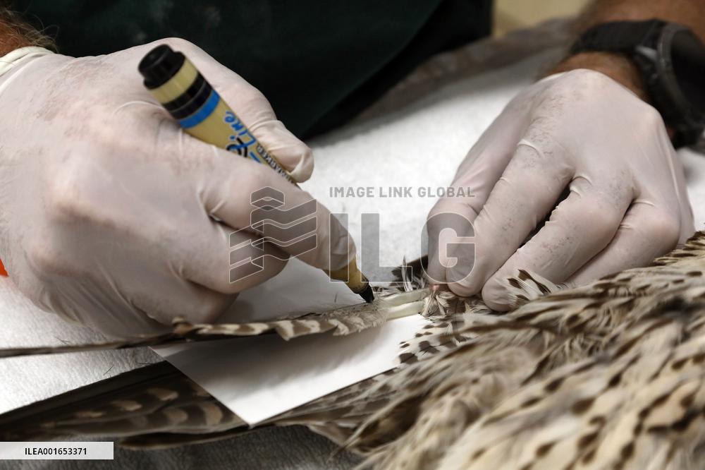 ISRAEL-RAMAT GAN-INJURED FALCON-FEATHER TRANSPLANTATION SURGERY