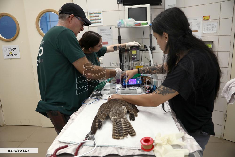 ISRAEL-RAMAT GAN-INJURED FALCON-FEATHER TRANSPLANTATION SURGERY