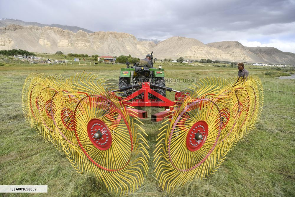 CHINA-XINJIANG-TAXKORGAN-FORAGE GRASS-HARVEST (CN)