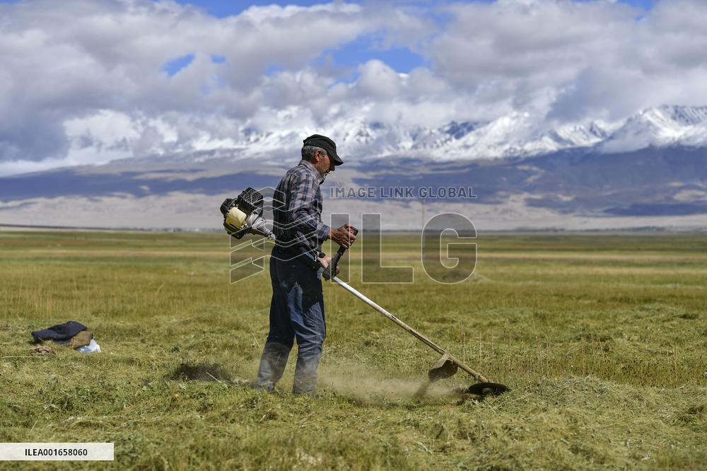 CHINA-XINJIANG-TAXKORGAN-FORAGE GRASS-HARVEST (CN)