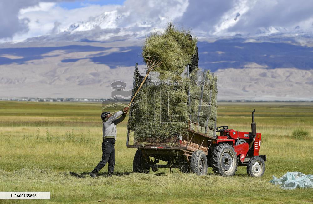 CHINA-XINJIANG-TAXKORGAN-FORAGE GRASS-HARVEST (CN)