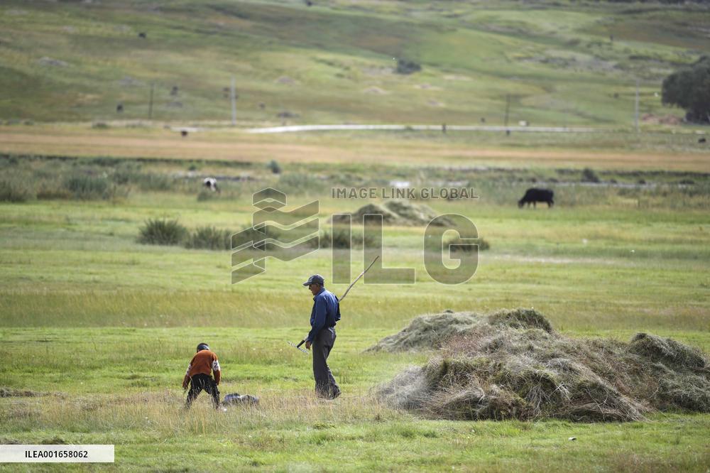 CHINA-XINJIANG-TAXKORGAN-FORAGE GRASS-HARVEST (CN)