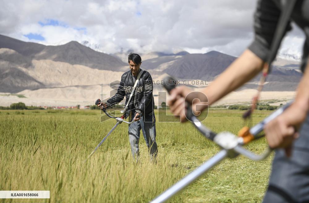 CHINA-XINJIANG-TAXKORGAN-FORAGE GRASS-HARVEST (CN)