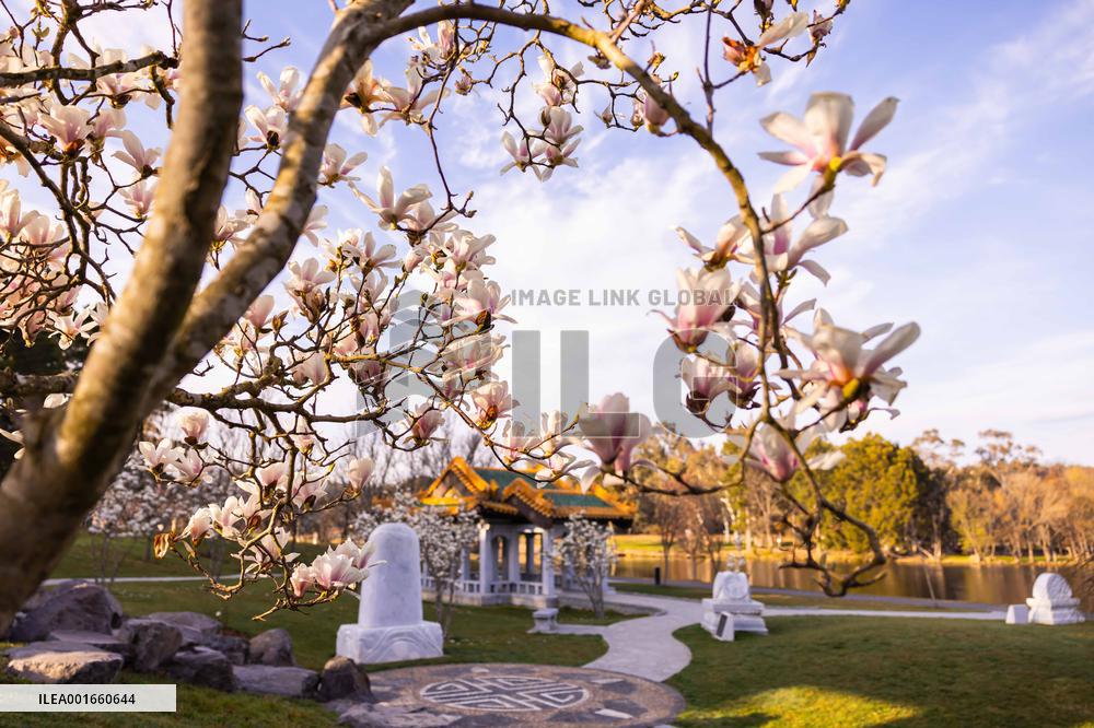 AUSTRALIA-CANBERRA-BEIJING GARDEN-BLOSSOM