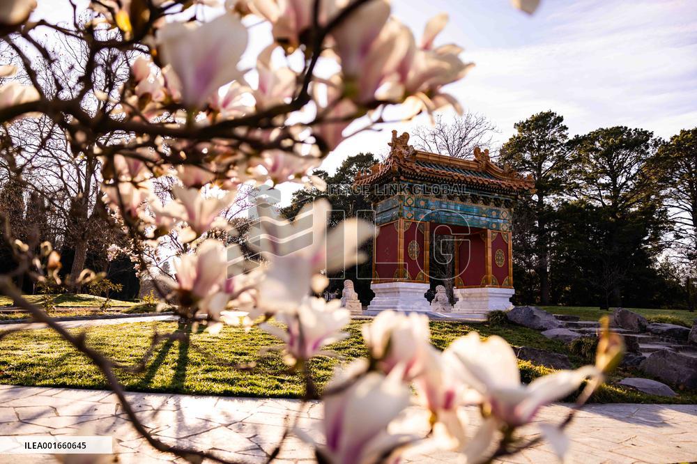 AUSTRALIA-CANBERRA-BEIJING GARDEN-BLOSSOM