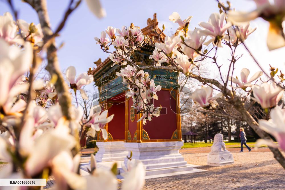 AUSTRALIA-CANBERRA-BEIJING GARDEN-BLOSSOM