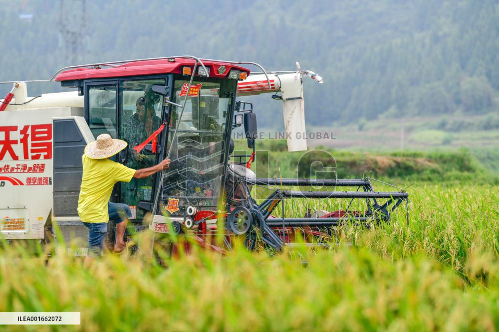 CHINA-GUIZHOU-HYBRID RICE SEED BREEDING-RURAL REVITALIZATION (CN)