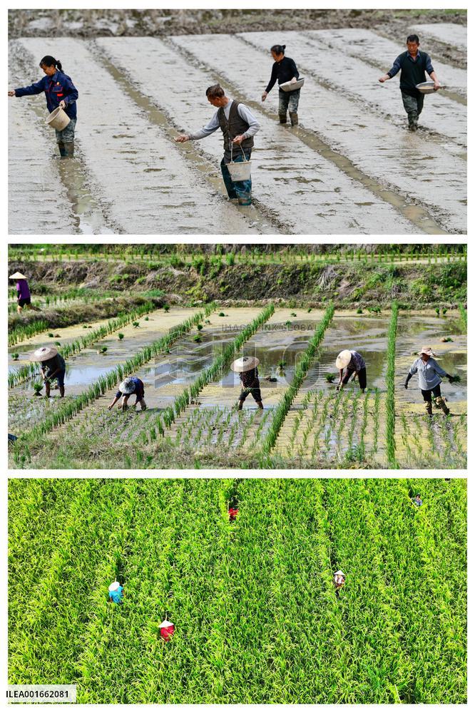 CHINA-GUIZHOU-HYBRID RICE SEED BREEDING-RURAL REVITALIZATION (CN)