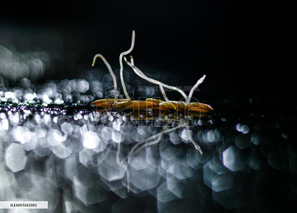 CHINA-GUIZHOU-HYBRID RICE SEED BREEDING-RURAL REVITALIZATION (CN)