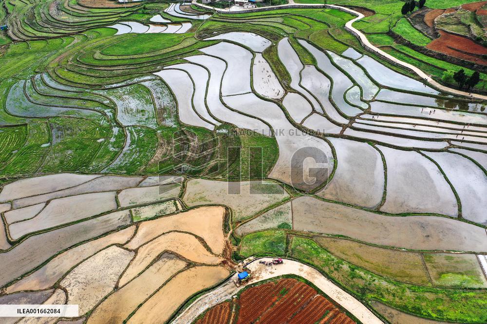 CHINA-GUIZHOU-HYBRID RICE SEED BREEDING-RURAL REVITALIZATION (CN)
