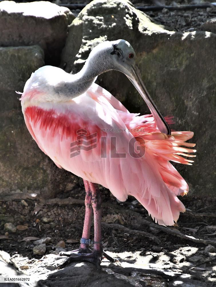 Roseate spoonbill at Kobe zoo