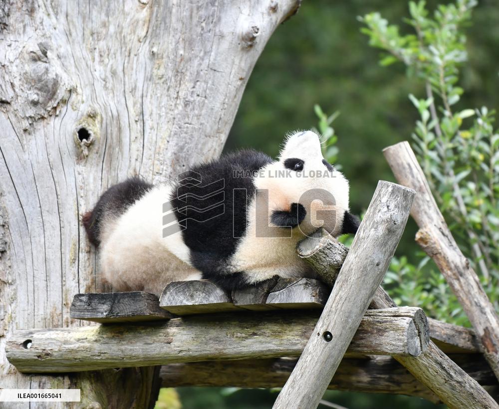 GERMANY-BERLIN-GIANT PANDA TWINS-FOURTH BIRTHDAY