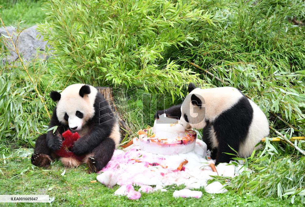 GERMANY-BERLIN-GIANT PANDA TWINS-FOURTH BIRTHDAY