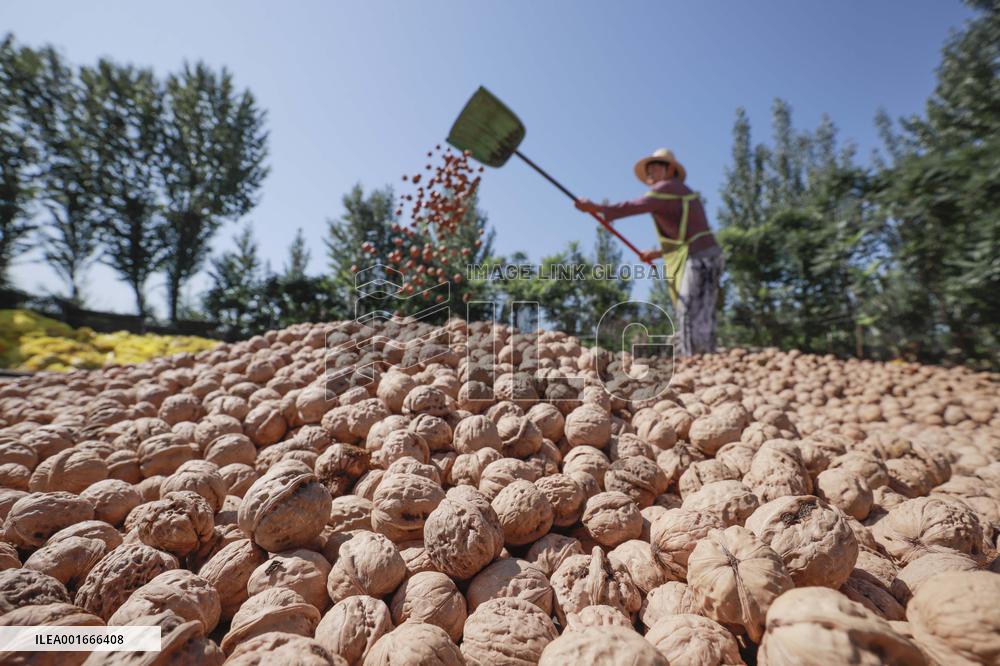 #CHINA-AUTUMN HARVEST (CN)