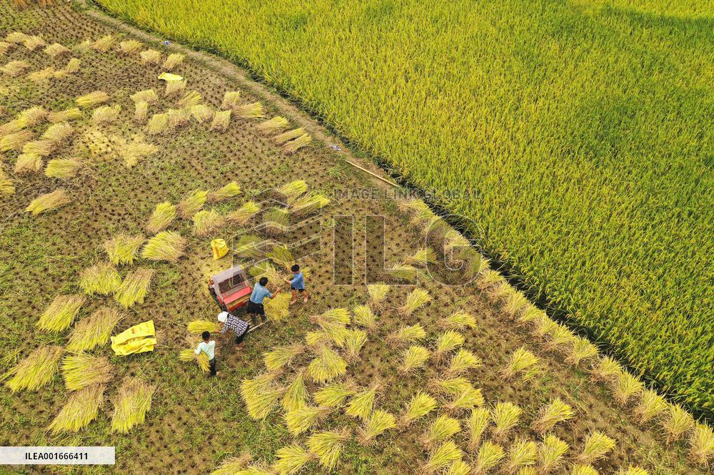 #CHINA-AUTUMN HARVEST (CN)