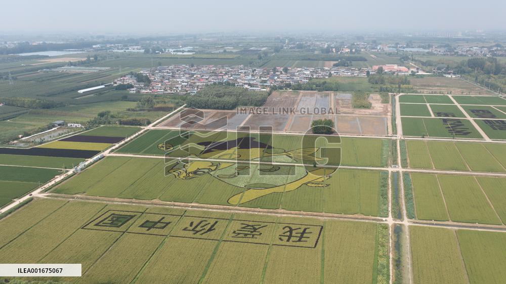 Giant Cartoon Painting Pattern in A Rice Field in Xi 'an